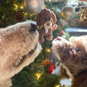 🐶Small Dog Clothing Bundle🐶